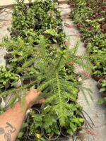 Salon Çamı (Araucaria heterophylla) - Görsel 4
