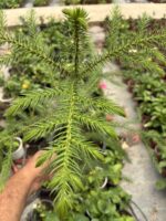 Salon Çamı (Araucaria heterophylla)