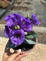 Lisiantus Çiçeği 3’lü Set (Eustoma grandiflorum) - Görsel 3