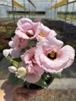 Lisiantus Çiçeği 3’lü Set (Eustoma grandiflorum)