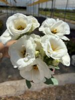 Lisiantus Çiçeği 3’lü Set (Eustoma grandiflorum) - Görsel 2