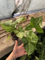 Melek Kanadı (Syngonium podophyllum) - Görsel 3