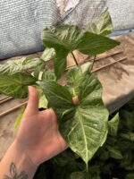 Melek Kanadı (Syngonium podophyllum)