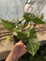 Melek Kanadı (Syngonium podophyllum) - Görsel 2