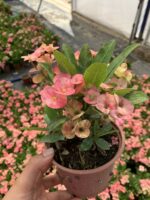 Sihirbaz Dikenler Tacı (Euphorbia milii) - Görsel 2
