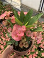 Sihirbaz Dikenler Tacı (Euphorbia milii)