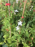 Hakiki Gerçek Yasemin (Jasminum officinale)