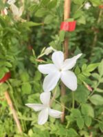 Hakiki Gerçek Yasemin (Jasminum officinale) - Görsel 2