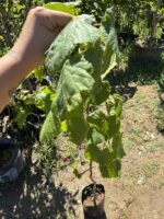 Ihlamur Ağacı Fidanı (Tilia spp.) - Görsel 3