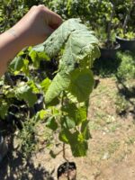 Ihlamur Ağacı Fidanı (Tilia spp.) - Görsel 2
