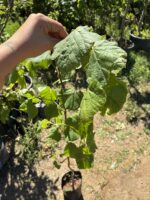 Ihlamur Ağacı Fidanı (Tilia spp.)
