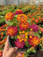 Nar Paketi Ağaç Minesi (Lantana camara)
