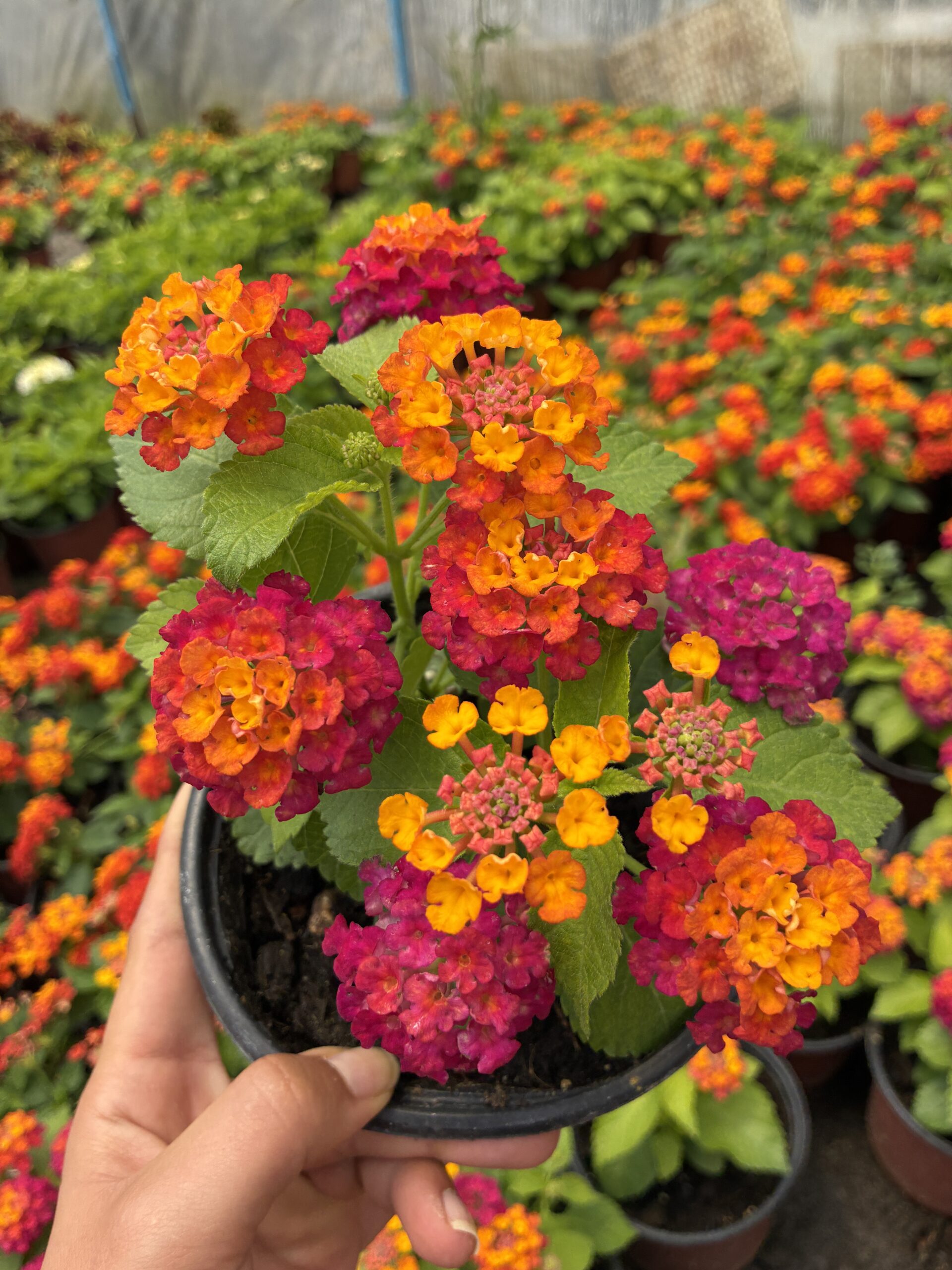 IMG_8203 Nar Paketi Ağaç Minesi (Lantana camara) - Görsel 1