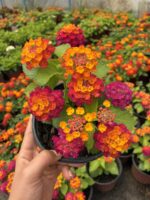 Nar Paketi Ağaç Minesi (Lantana camara) - Görsel 2