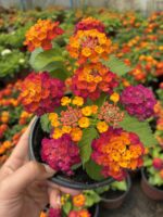 Nar Paketi Ağaç Minesi (Lantana camara) - Görsel 3