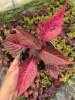 Kan Yaprağı Yaprak Güzeli (Coleus blumei) - Görsel 2
