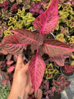 Kan Yaprağı Yaprak Güzeli (Coleus blumei) - Görsel 3