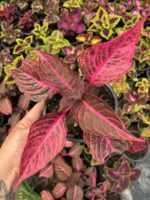 Kan Yaprağı Yaprak Güzeli (Coleus blumei)