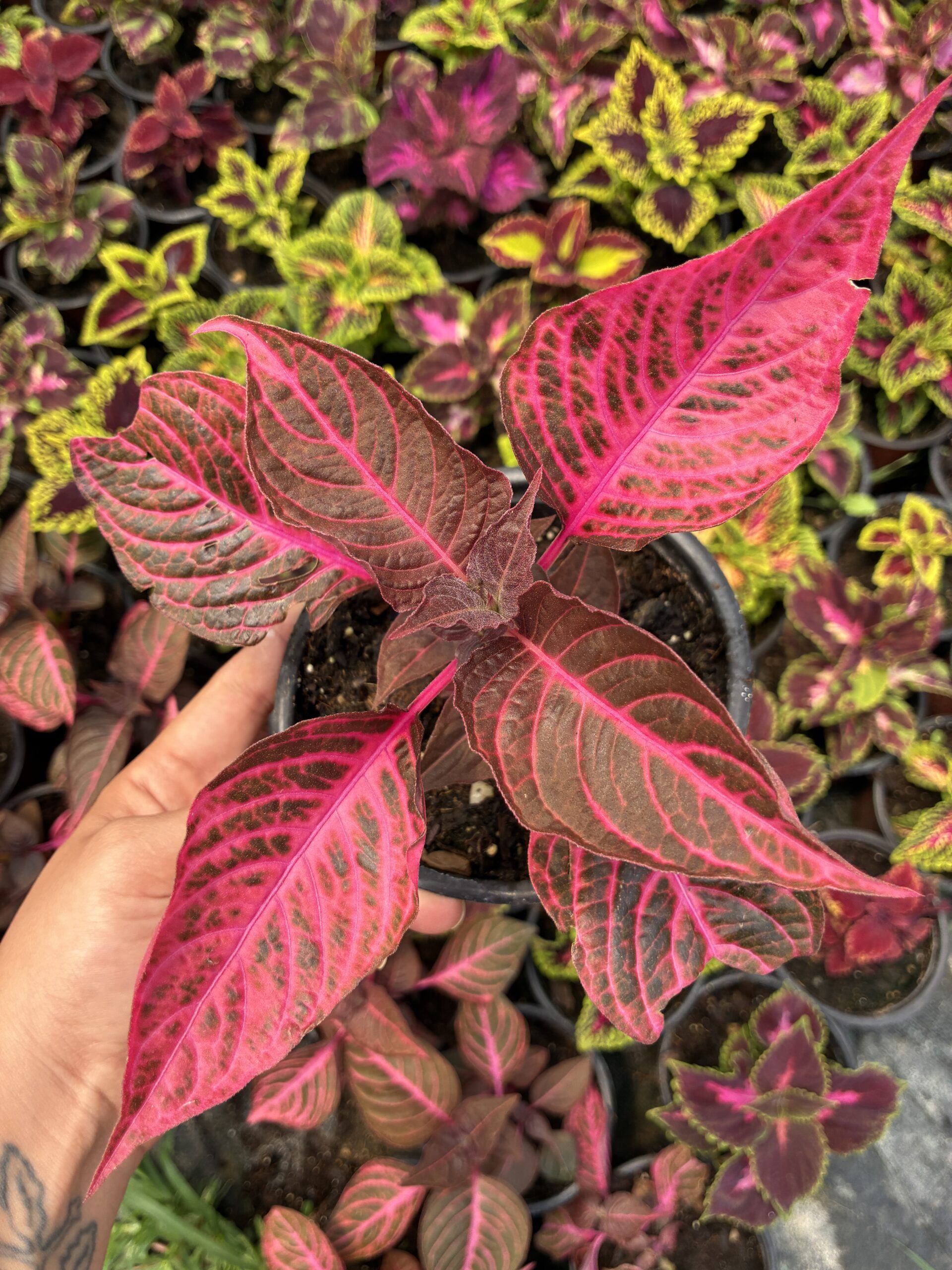 IMG_8216 Kan Yaprağı Yaprak Güzeli (Coleus blumei) - Görsel 1