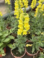 Aslan Ağzı Çiçeği (Antirrhinum majus)