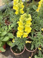 Aslan Ağzı Çiçeği (Antirrhinum majus) - Görsel 2