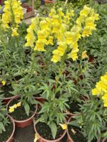 Aslan Ağzı Çiçeği (Antirrhinum majus) - Görsel 3