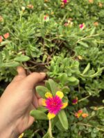 Tropik Semizotu Yapraklı İpek Çiçeği (Portulaca Yubi)