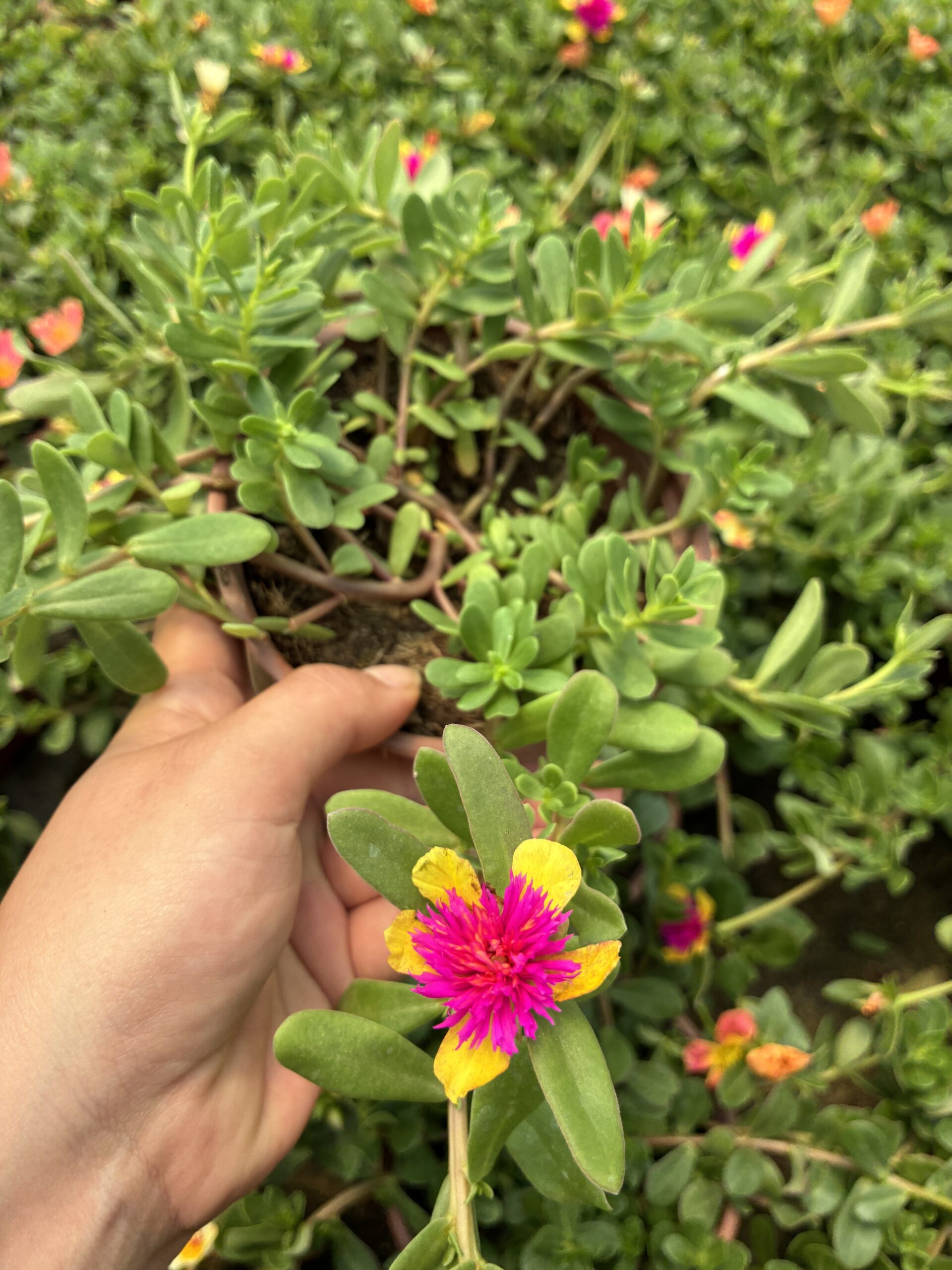 IMG_8369 Tropik Semizotu Yapraklı İpek Çiçeği (Portulaca Yubi) - Görsel 1