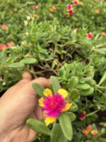 Tropik Semizotu Yapraklı İpek Çiçeği (Portulaca Yubi) - Görsel 2