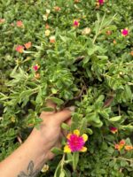 Tropik Semizotu Yapraklı İpek Çiçeği (Portulaca Yubi) - Görsel 3