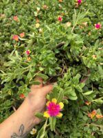 Tropik Semizotu Yapraklı İpek Çiçeği (Portulaca Yubi) - Görsel 4
