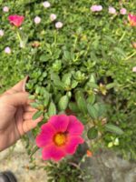 Nar Pembesi Semizotu Yapraklı İpek Çiçeği (Portulaca Yubi)
