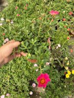 Nar Pembesi Semizotu Yapraklı İpek Çiçeği (Portulaca Yubi) - Görsel 2