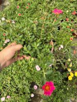 Nar Pembesi Semizotu Yapraklı İpek Çiçeği (Portulaca Yubi) - Görsel 3