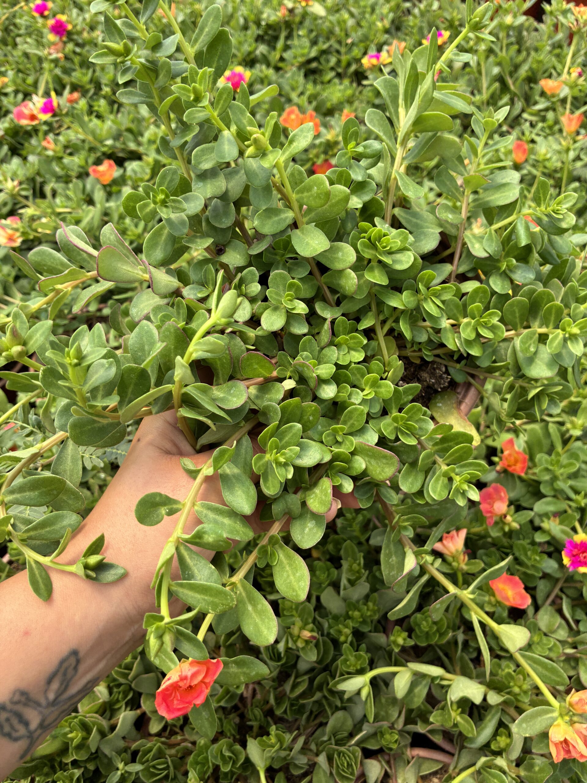 IMG_8389 Günbatımı Semizotu Yapraklı İpek Çiçeği (Portulaca Yubi) - Görsel 1