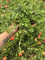 Günbatımı Semizotu Yapraklı İpek Çiçeği (Portulaca Yubi) - Görsel 2