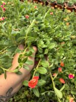 Günbatımı Semizotu Yapraklı İpek Çiçeği (Portulaca Yubi) - Görsel 3