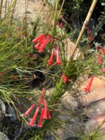 Kırmızı Mercan Çiçeği (Russelia equisetiformis)
