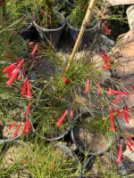 Kırmızı Mercan Çiçeği (Russelia equisetiformis) - Görsel 3