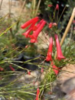 Kırmızı Mercan Çiçeği (Russelia equisetiformis) - Görsel 2