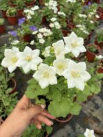 Beyaz Maviş Çiçeği (Campanula spp.) - Görsel 2