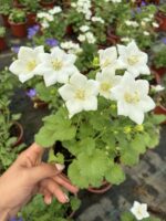 2'Li Maviş Çiçeği (Campanula spp.)