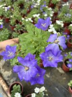 2'Li Maviş Çiçeği (Campanula spp.) - Görsel 2