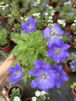 Mor Maviş Çiçeği (Campanula spp.) - Görsel 2