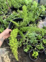 Tilki Kuyruğu (Asparagus densiflorus) - Görsel 2