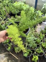 Tilki Kuyruğu (Asparagus densiflorus)