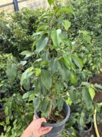 Ağlayan İncir Ficus Benjamina Salon Bitkisi (Ficus benjamina) - Görsel 2