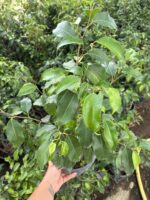 Ağlayan İncir Ficus Benjamina Salon Bitkisi (Ficus benjamina) - Görsel 3