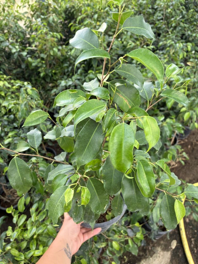 Ficus benjamina yapraklarının farklı açıdan görünümü