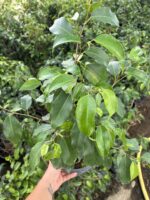 Ağlayan İncir Ficus Benjamina Salon Bitkisi (Ficus benjamina)